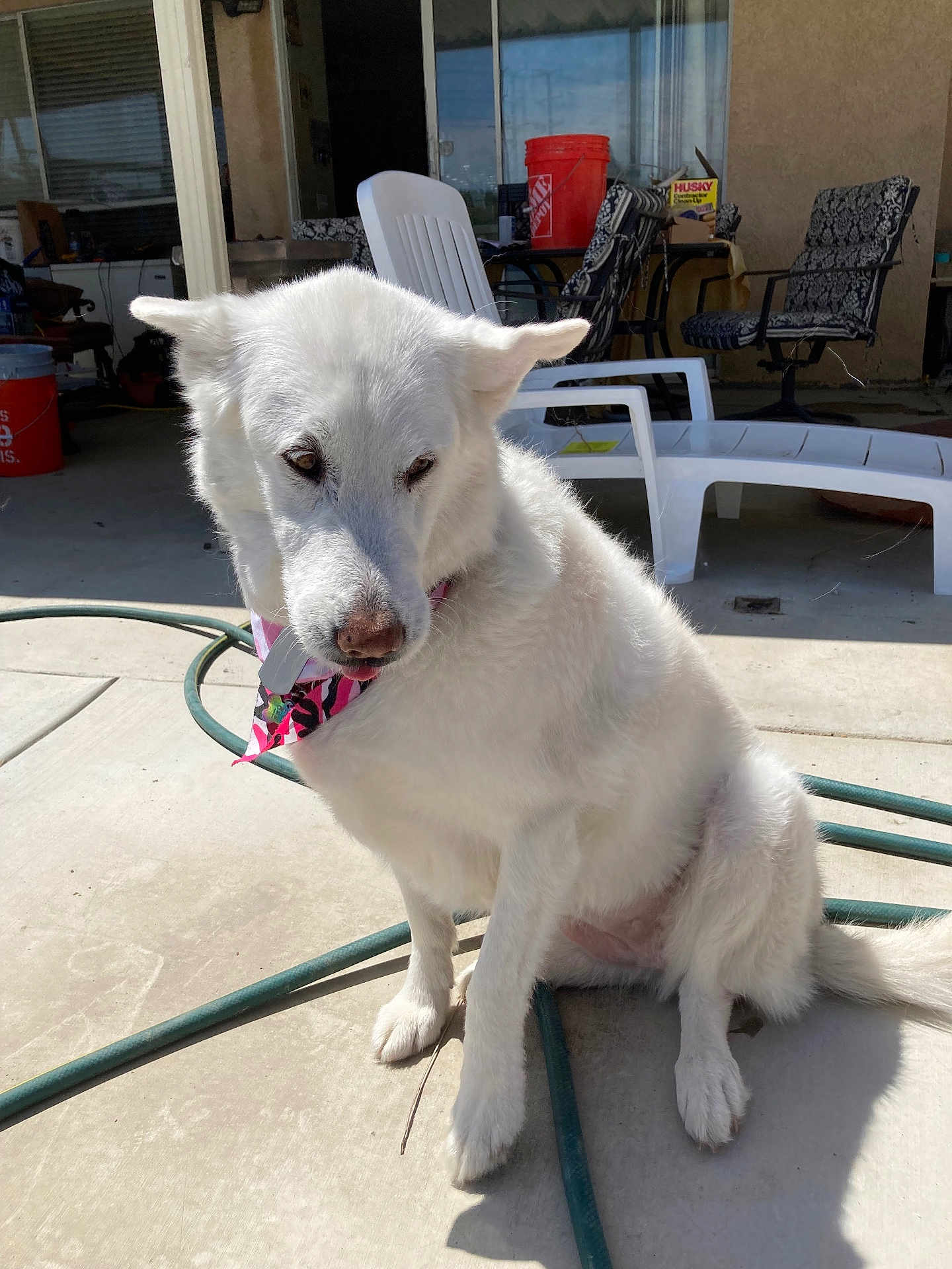 Cheyenne joined the competition — help win amazing prizes! dog, white_dog, bandana, outdoor, patio, concrete, sunlight, chair, hose, furniture, pet, animal, sitting, backyard, house, daylight, ears, nose, tail, domestic_animal