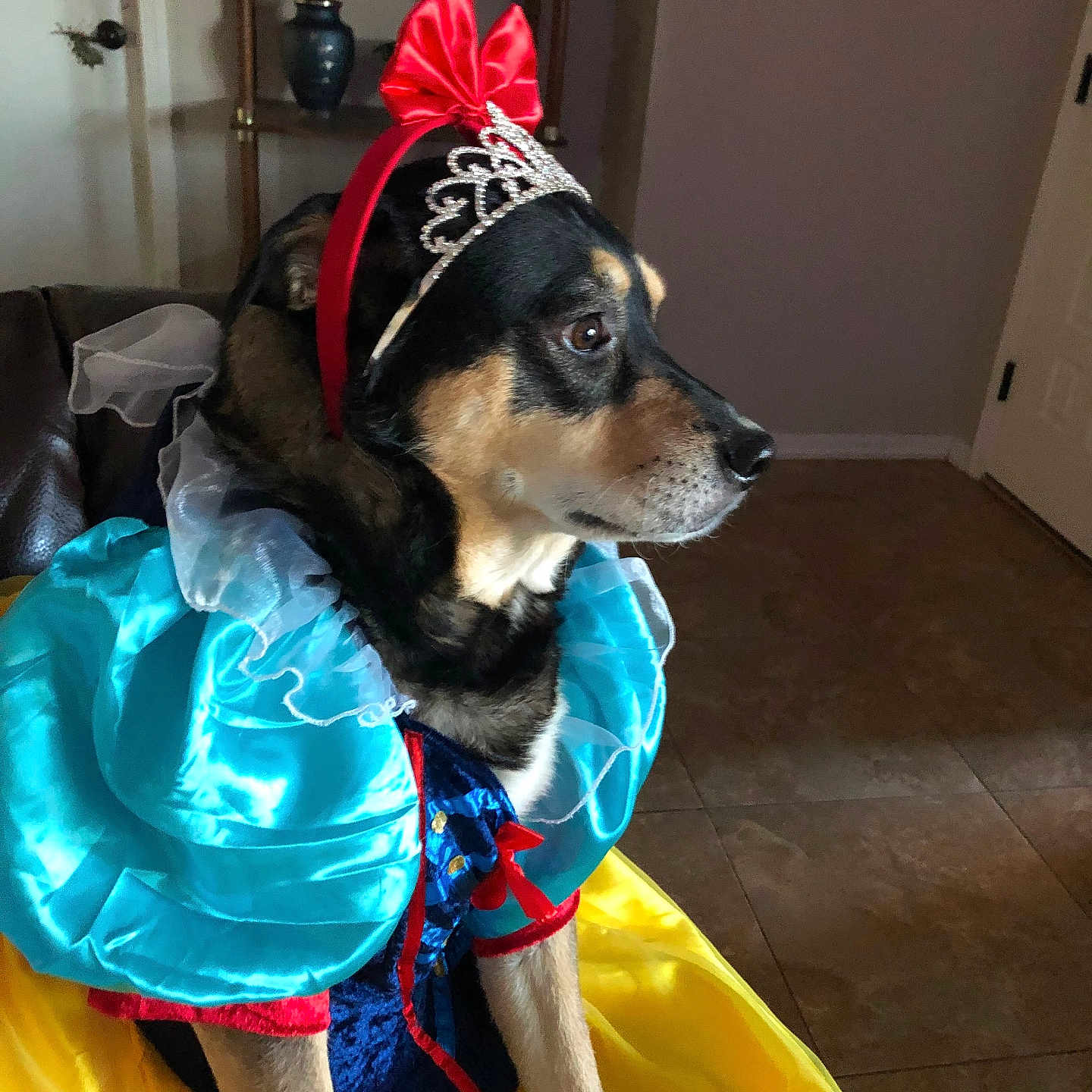 Ruby is registered to the contest to win money with this photo: accessories, adult, animal, canine, clothing, coat, costume, dog, dress, face, female, hat, head, hound, person, pet, photography, portrait, puppy, woman
