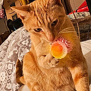 Deuce is registered to the contest to win money with this photo: cat, orange_tabby, toy, indoor, blanket, curious, pet, feline, whiskers, paw, closeup, cozy, home, animal, playful, relaxed, fur, bed, pattern, domestic