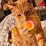 cat, orange_tabby, toy, indoor, blanket, curious, pet, feline, whiskers, paw, closeup, cozy, home, animal, playful, relaxed, fur, bed, pattern, domestic