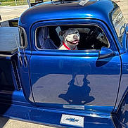 Zoey is registered to the contest to win money with this photo: dog, vehicle, vintage_truck, blue_truck, pickup_truck, car_window, driver_seat, dog_face, smiling_dog, open_window, red_collar, outdoor, sunny, roadside, rural, blue_paint, chrome, reflection, classic_vehicle, automotive_photography