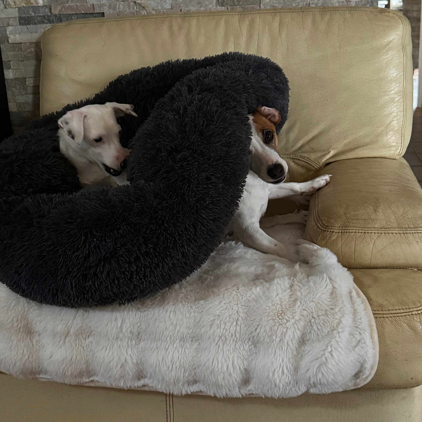 Getro Et Lili a rejoint le concours — aidez-le/la à gagner de superbes lots ! animal, blanket, blanket_tube, brown_and_white_dog, canine, comfort, couch, cozy, dog, fur, furniture, home, indoor, leather, pet, relaxing, resting, snug, two_dogs, white_dog
