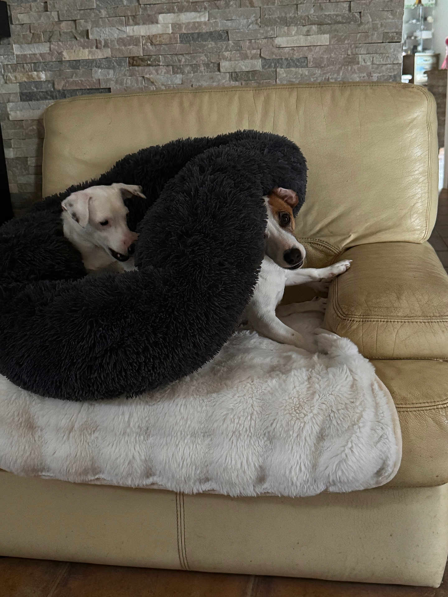 Getro Et Lili a rejoint le concours — aidez-le/la à gagner de superbes lots ! dog, couch, blanket, leather, furniture, indoor, pet, cozy, white_dog, brown_and_white_dog, fur, resting, animal, snug, home, blanket_tube, relaxing, two_dogs, canine, comfort