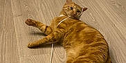 Charly participe au concours pour gagner de l'argent avec cette photo : cat, orange_tabby, pet, playing, string, floor, wooden_floor, indoor, feline, cute, domestic_animal, lying_down, curious, tail, whiskers, paws, fur, animal, resting, playful