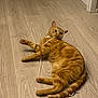 cat, orange_tabby, pet, playing, string, floor, wooden_floor, indoor, feline, cute, domestic_animal, lying_down, curious, tail, whiskers, paws, fur, animal, resting, playful