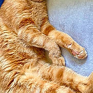 Charly a rejoint le concours — aidez-le/la à gagner de superbes lots ! cat, orange_tabby, sleeping, fluffy, pet, animal, cozy, blanket, pillow, indoor, relaxed, cute, fur, whiskers, paw, closeup, resting, domestic_cat, feline, soft