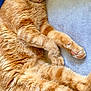 cat, orange_tabby, sleeping, fluffy, pet, animal, cozy, blanket, pillow, indoor, relaxed, cute, fur, whiskers, paw, closeup, resting, domestic_cat, feline, soft