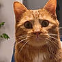 alert, animal, background_blur, cat, close_up, curious, cute, domestic_cat, face, feline, fur, ginger_cat, indoor, looking, mammal, pet, portrait, soft_light, whiskers, wide_eyes