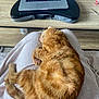 cat, orange_tabby, sleeping, curled_up, blanket, lap, laptop, lap_desk, wooden_table, cozy, indoor, pet, fur, relaxation, home_office, resting, feline, whiskers, paw, soft_texture