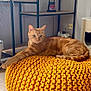 cat, ginger_cat, orange, knitted_pouf, furniture, living_room, shelf, plant, modern, relaxed, indoor, pet, cozy, floor, wood_floor, decor, home, cute, animal, resting