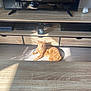 cat, orange_tabby, sunlight, wooden_floor, tv_stand, electronics, remote_control, candle, indoor, relaxing, pet, sunbeam, furniture, shadow, home, cozy, domestic, animal, resting, living_room