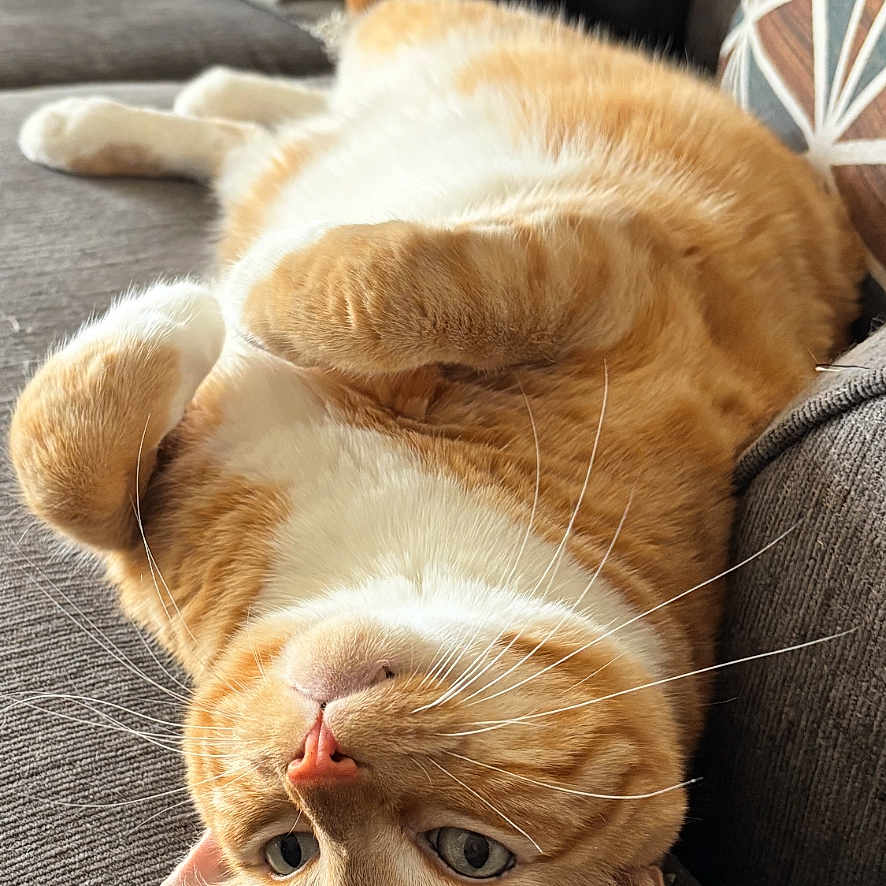 Ollie joined the competition — help win amazing prizes! animal, cat, closeup, couch, cozy, cute, domestic_cat, fur, gray_furniture, home, indoor, orange_tabby, pet, pillows, portrait, relaxed, resting, sleepy, upside_down, whiskers