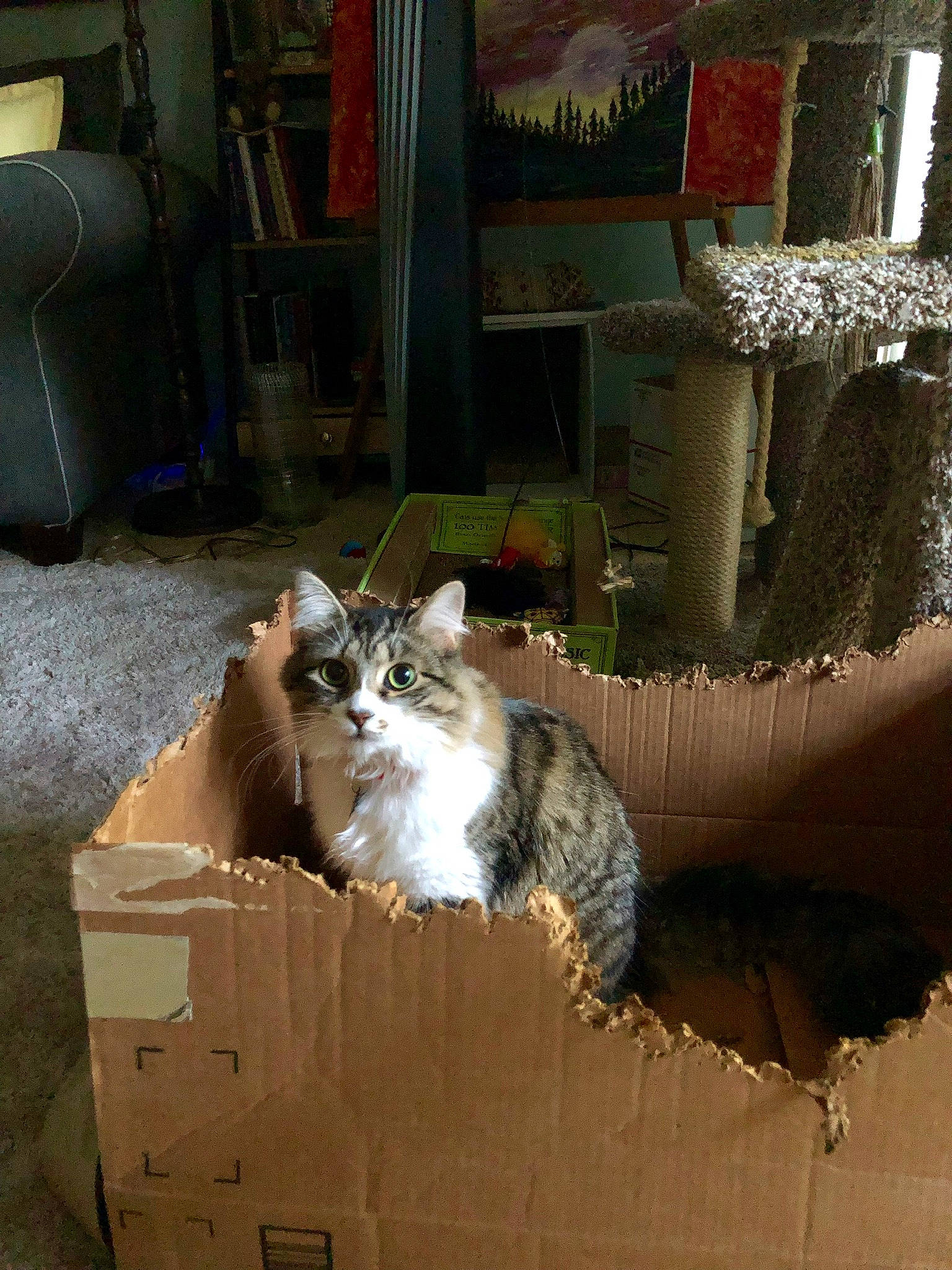 Molly Quinn joined the competition — help win amazing prizes! aegean_cat, box, carnivore, cat, domestic_short_haired_cat, european_shorthair, felidae, norwegian_forest_cat, small_to_medium_sized_cats, whiskers