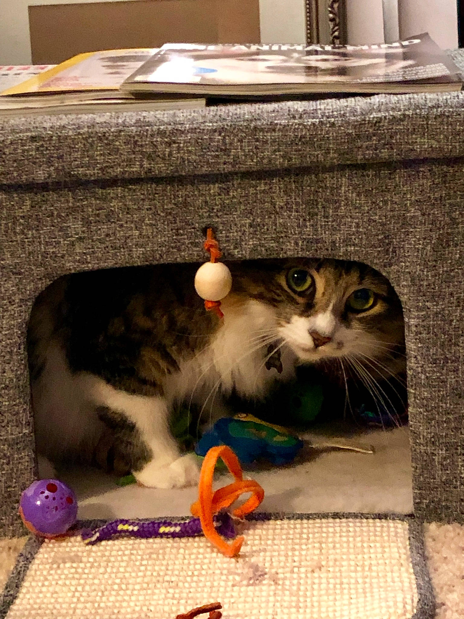 Molly Quinn is registered to the contest to win money with this photo: american_curl, american_shorthair, carnivore, cat, domestic_short_haired_cat, european_shorthair, felidae, kitten, small_to_medium_sized_cats, tabby_cat, whiskers