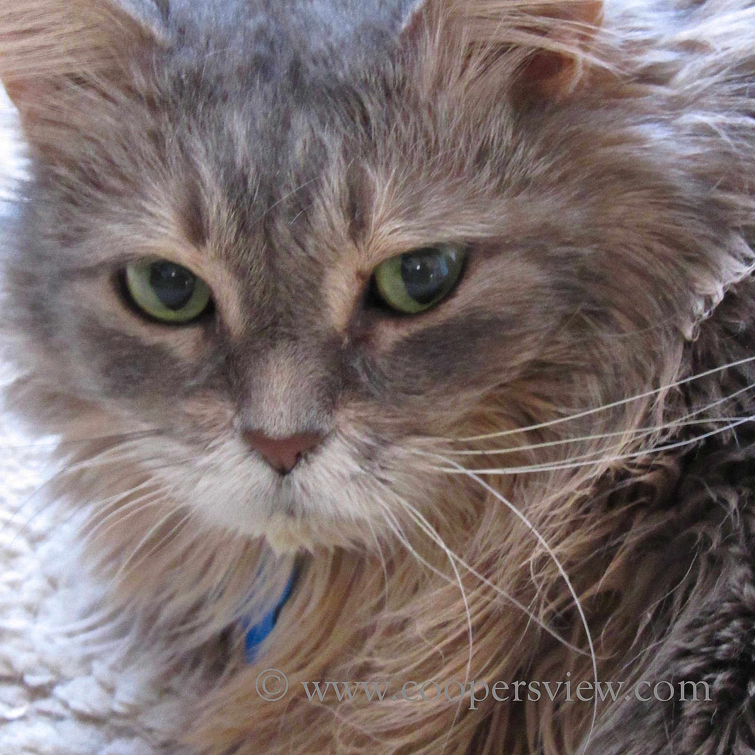 Pansy Maura joined the competition — help win amazing prizes!