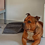 Odin participe au concours pour gagner de l'argent avec cette photo : dog, brown_dog, indoor, floor, mat, tile_floor, pet, canine, animal, resting, looking_away, white_chest, ears, paw, calm, domestic, furniture, room, sitting, side_view