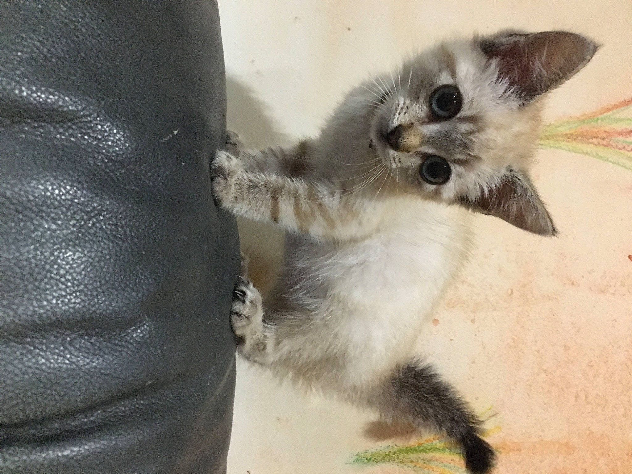 Stuki participe au concours pour gagner de l'argent avec cette photo : balinese, carnivore, cat, claw, comfort, domestic_short_haired_cat, fawn, felidae, foot, fur, grey, paw, siamese, small_to_medium_sized_cats, snout, synthetic_rubber, tail, terrestrial_animal, thai, whiskers