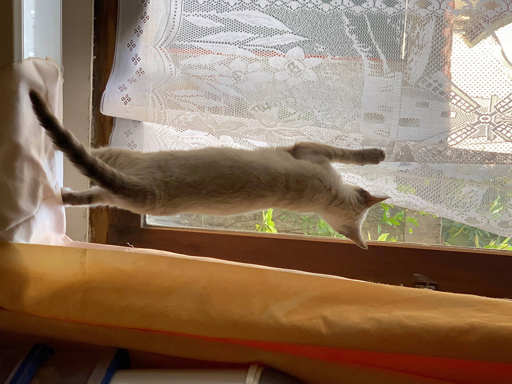 Stuki participe au concours pour gagner de l'argent avec cette photo : carnivore, cat, comfort, fawn, felidae, fur, glass, mammal, mesh, room, shade, small_to_medium_sized_cats, tail, terrestrial_animal, tints_and_shades, vertebrate, whiskers, window, windshield, wood