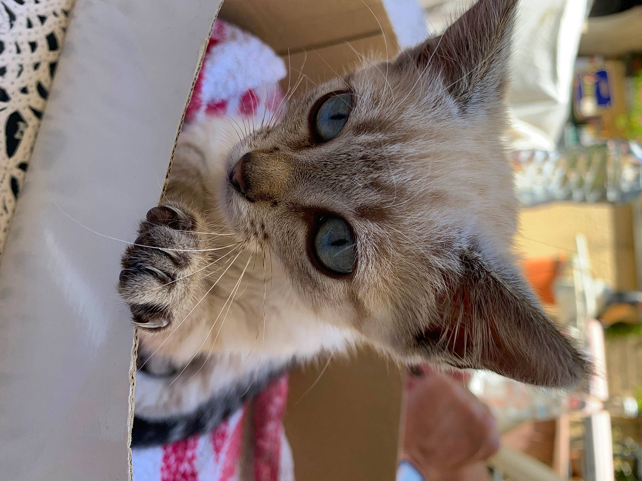 Stuki participe au concours pour gagner de l'argent avec cette photo : carnivore, cat, claw, domestic_short_haired_cat, fawn, felidae, fur, paw, small_to_medium_sized_cats, snout, thai, whiskers