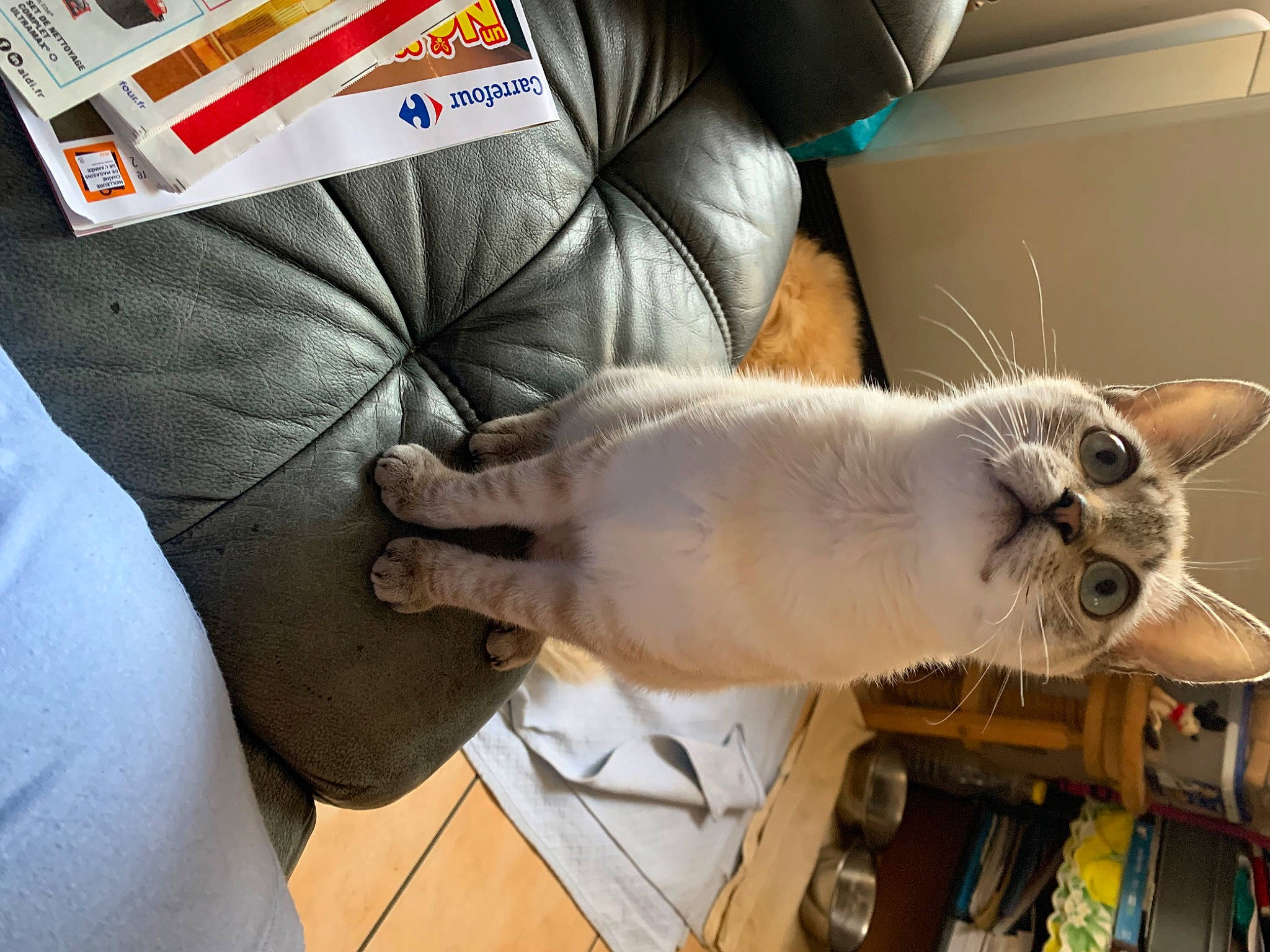 Stuki participe au concours pour gagner de l'argent avec cette photo : balinese, birman, carnivore, cat, collar, comfort, domestic_short_haired_cat, fawn, felidae, fur, paw, siamese, small_to_medium_sized_cats, tail, thai, tonkinese, whiskers