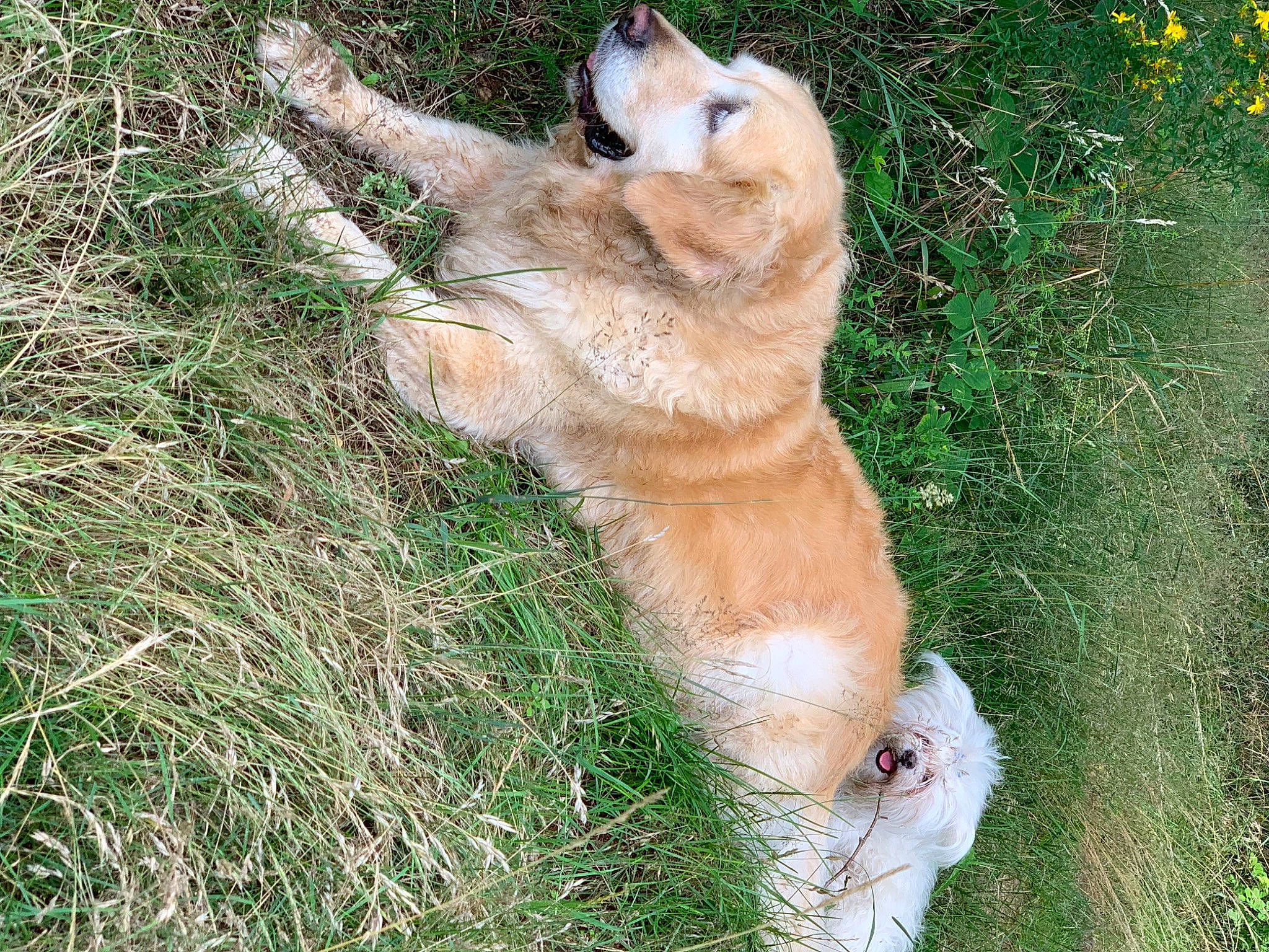 Harmonie participe au concours pour gagner de l'argent avec cette photo : canidae, canis, carnivore, companion_dog, dog, dog_breed, fawn, felidae, fur, grass, paw, plant, retriever, snout, spitz, sporting_group, street_dog, tail, terrestrial_animal, whiskers