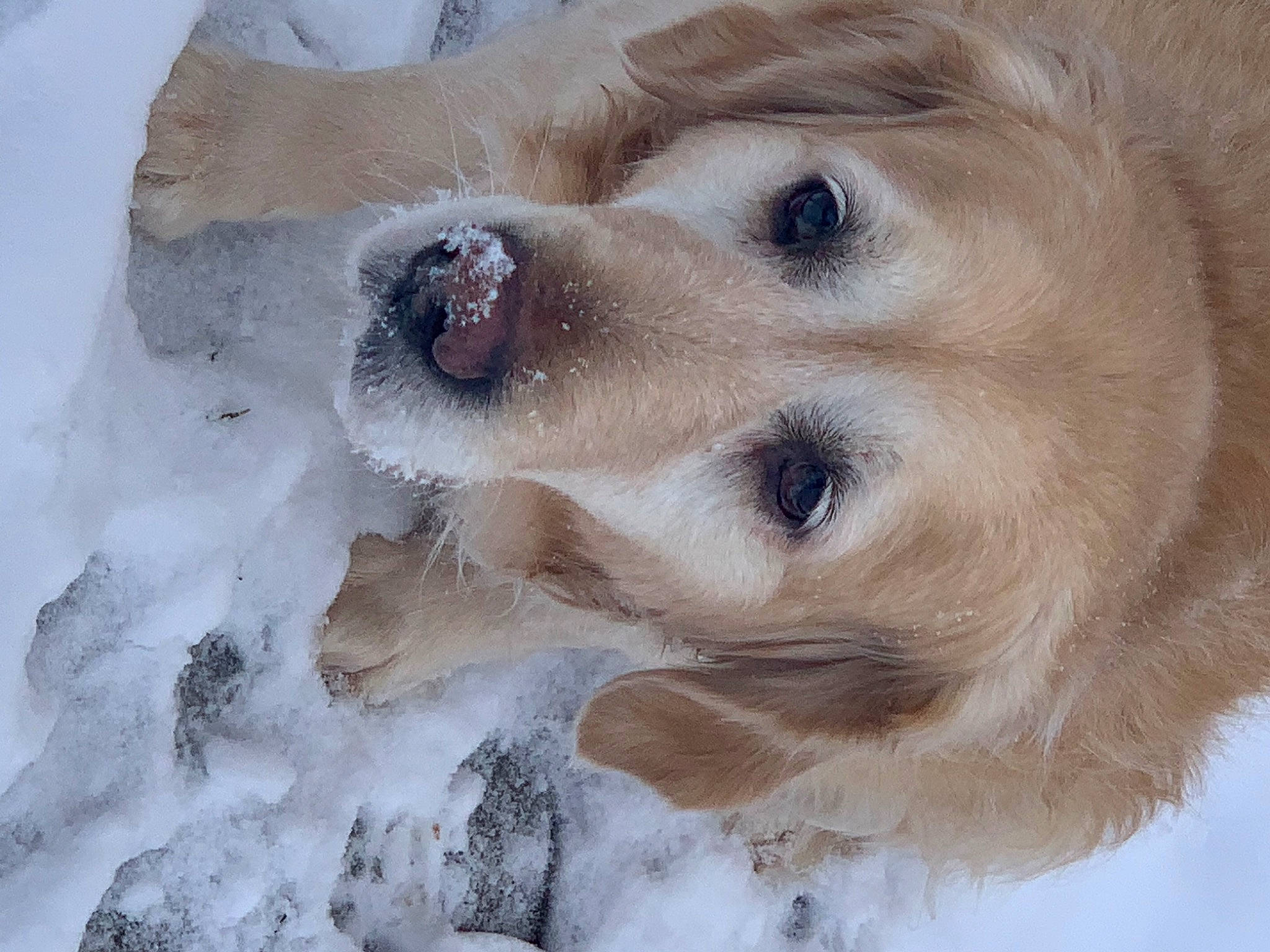 Harmonie a rejoint le concours — aidez-le/la à gagner de superbes lots ! canidae, carnivore, companion_dog, dog, dog_breed, dog_collar, ear, eyelash, fawn, freezing, fur, head, retriever, snout, snow, sporting_group, whiskers, winter, working_animal