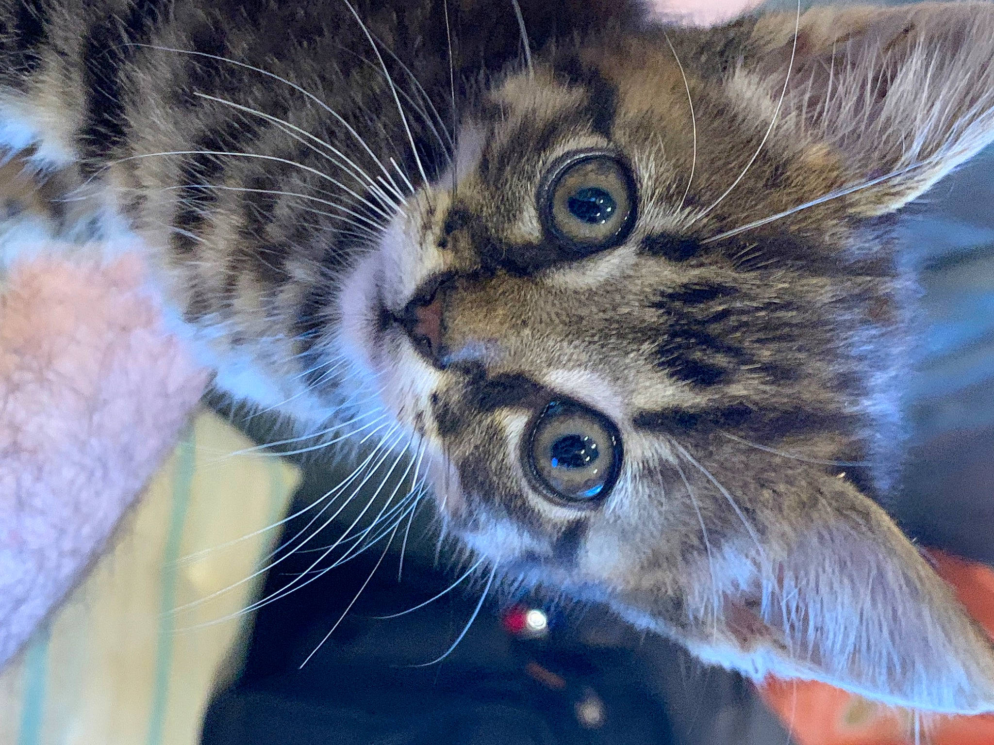 Lili a rejoint le concours — aidez-le/la à gagner de superbes lots ! carnivore, cat, claw, close_up, comfort, domestic_short_haired_cat, ear, electric_blue, eye, felidae, fur, head, macro_photography, paw, small_to_medium_sized_cats, snout, terrestrial_animal, whiskers, wildlife