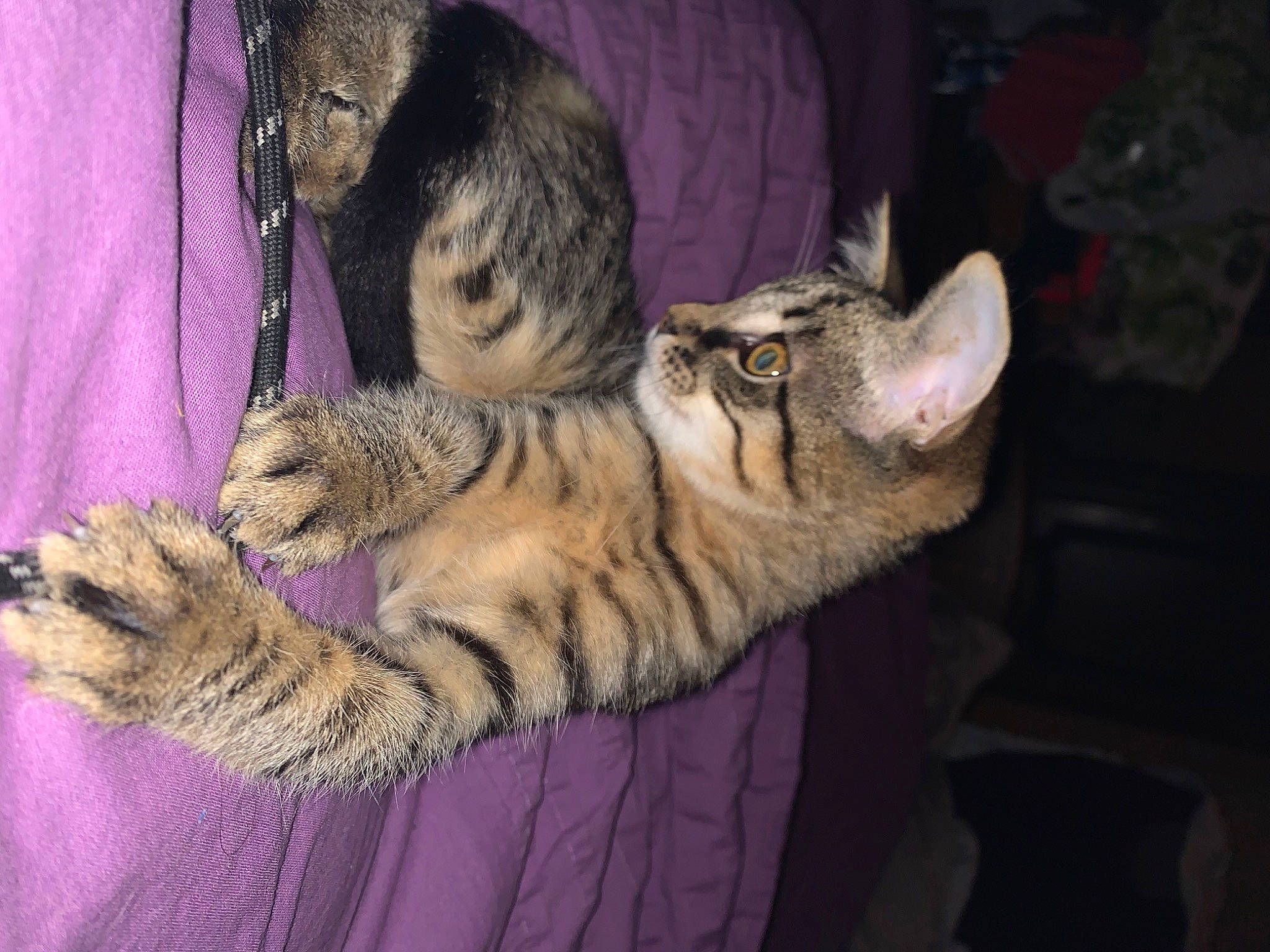 Lili a rejoint le concours — aidez-le/la à gagner de superbes lots ! carnivore, cat, claw, comfort, darkness, domestic_short_haired_cat, event, felidae, fur, paw, small_to_medium_sized_cats, snout, tail, terrestrial_animal, whiskers, wildlife