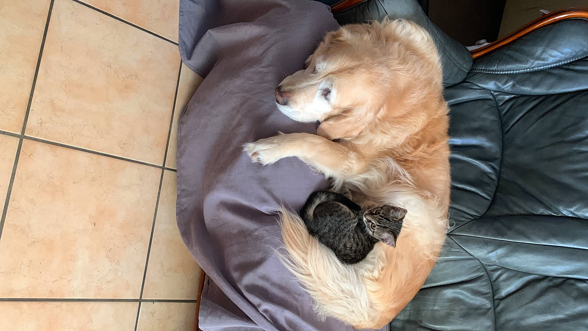 Lili a rejoint le concours — aidez-le/la à gagner de superbes lots ! bag, canidae, carnivore, comfort, companion_dog, dog, dog_breed, dog_supply, fawn, felidae, flooring, fur, hardwood, nap, pet_supply, sleep, sporting_group, tile_flooring, toy_dog, whiskers