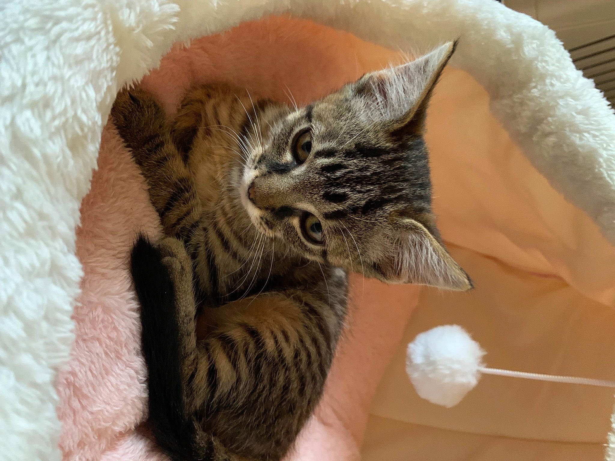 Lili a rejoint le concours — aidez-le/la à gagner de superbes lots ! carnivore, cat, cat_bed, claw, comfort, domestic_short_haired_cat, ear, felidae, finger, fur, gesture, nail, paw, small_to_medium_sized_cats, snout, tail, whiskers