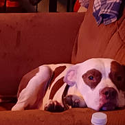 Bam Bam joined the competition — help win amazing prizes! dog, couch, indoor, brown, white, pet, relaxed, water_bottle, furniture, resting, animal, canine, collar, domestic_animal, sleepy, comfortable, household, fabric, coat, paw
