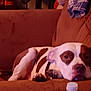 dog, couch, indoor, brown, white, pet, relaxed, water_bottle, furniture, resting, animal, canine, collar, domestic_animal, sleepy, comfortable, household, fabric, coat, paw