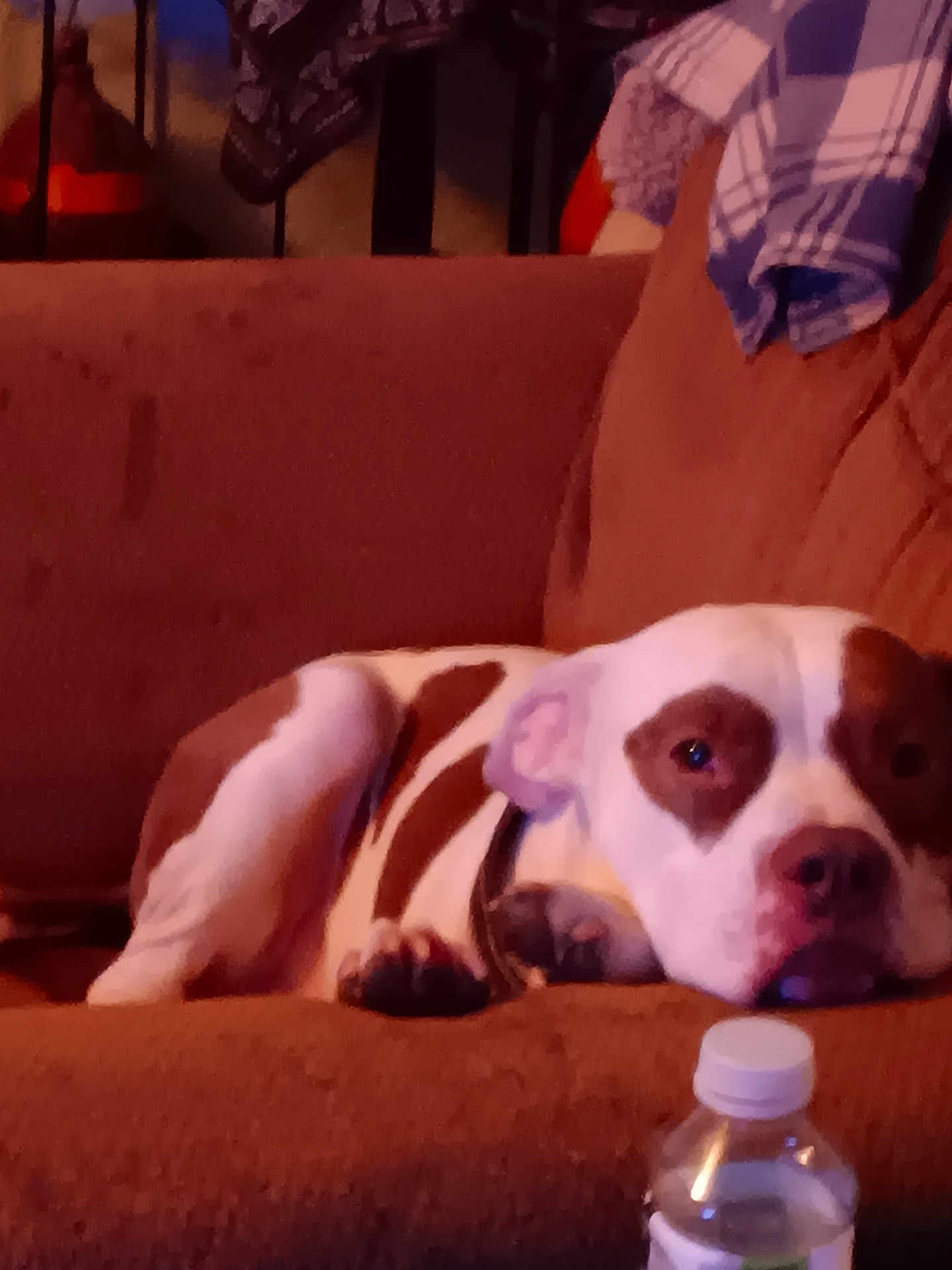 Bam Bam joined the competition — help win amazing prizes! dog, couch, indoor, brown, white, pet, relaxed, water_bottle, furniture, resting, animal, canine, collar, domestic_animal, sleepy, comfortable, household, fabric, coat, paw