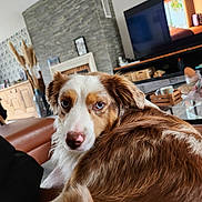 Ulya a rejoint le concours — aidez-le/la à gagner de superbes lots ! brown_and_white, close_up, couch, cozy, cute, dog, domestic_animal, fireplace, fur, furniture, glass_table, heterochromia, home_decor, indoor, living_room, pet, portrait, relaxed, television, wooden_furniture
