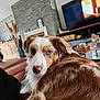 dog, brown_and_white, heterochromia, indoor, living_room, television, fireplace, furniture, couch, pet, relaxed, fur, close_up, home_decor, wooden_furniture, glass_table, cozy, domestic_animal, cute, portrait