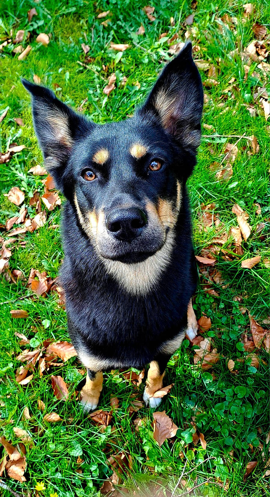 Ultra participe au concours pour gagner de l'argent avec cette photo : canidae, carnivore, companion_dog, dog, dog_breed, grass, groundcover, guard_dog, herding_dog, snout, sporting_group, terrestrial_animal, toy_dog, working_animal, working_dog