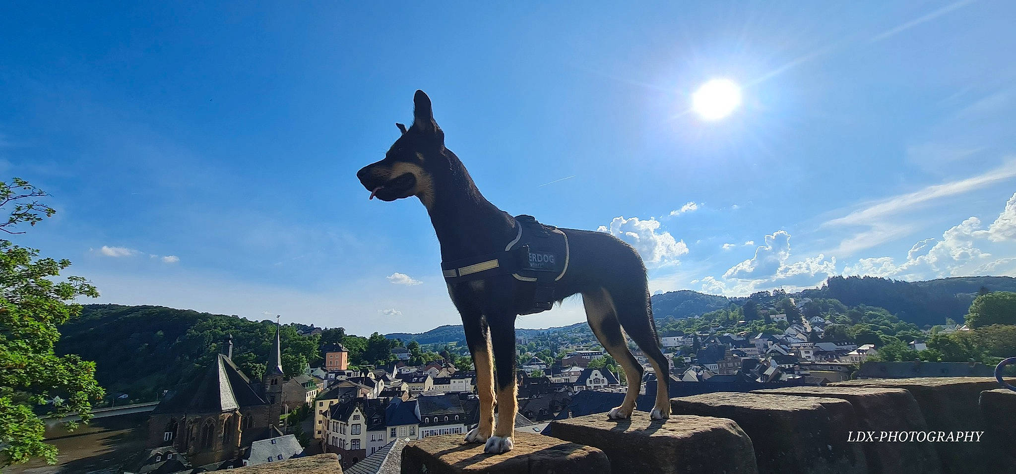 Ultra participe au concours pour gagner de l'argent avec cette photo : ancient_dog_breeds, art, building, canidae, carnivore, cloud, dog, dog_breed, fawn, guard_dog, hunting_dog, landscape, monument, mountain, non_sporting_group, sculpture, sky, sporting_group, working_animal, working_dog
