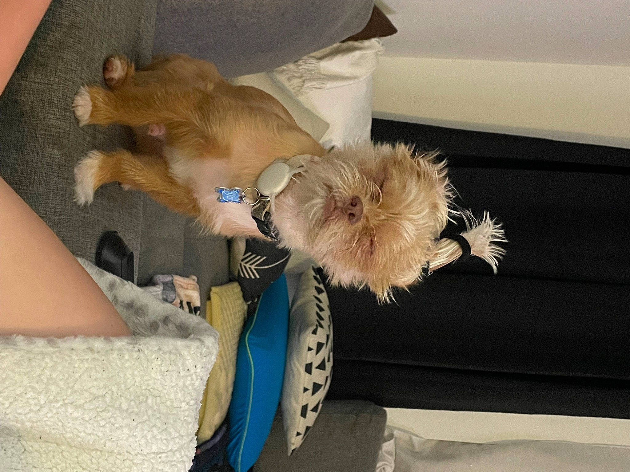 Dior joined the competition — help win amazing prizes! canidae, carnivore, comfort, companion_dog, dog, dog_breed, fashion_accessory, fawn, feather, felidae, fur, paw, small_to_medium_sized_cats, spitz, sporting_group, tail, toy_dog, watch, whiskers, windshield