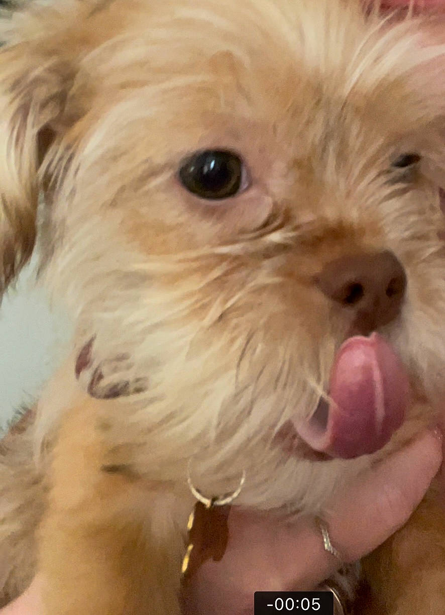 Dior is registered to the contest to win money with this photo: canidae, carnivore, close_up, companion_dog, dog, dog_breed, eye, fawn, fur, liver, maltepoo, puppy_love, shih_poo, small_terrier, snout, sporting_group, terrier, toy_dog, whiskers, working_animal