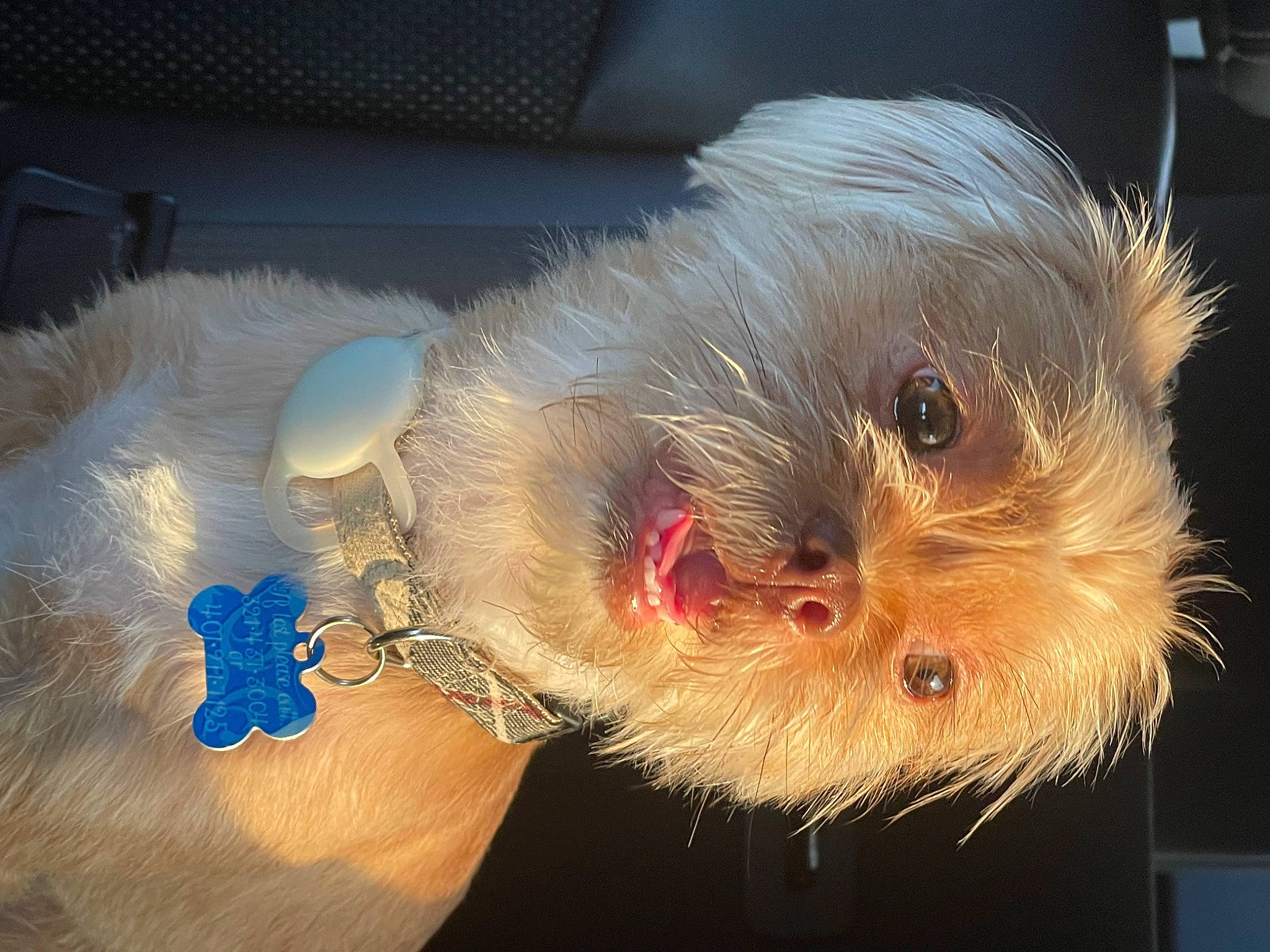 Dior is registered to the contest to win money with this photo: event, feather, fur, natural_material, poultry, snout, tail, whiskers, window, wing