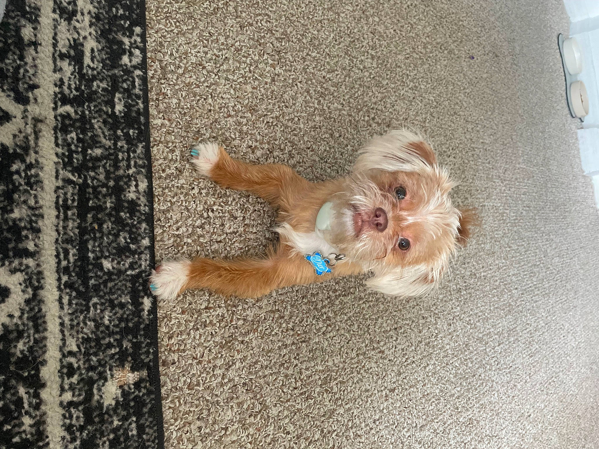 Dior is registered to the contest to win money with this photo: asphalt, canidae, carnivore, companion_dog, concrete, corgi_chihuahua, dog, dog_breed, dog_supply, fawn, flooring, fun, fur, road, road_surface, sidewalk, snout, sporting_group, toy_dog, wood