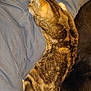 animal, bed, blanket, blue, cat, companion, cozy, domestic, ears, feline, fur, indoor, pet, relaxed, resting, sleeping, striped, tabby, tail, whiskers