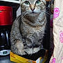 appliance, box, cat, close_up, coffee_maker, container, curious, cute, domestic, domestic_animal, feline, fur, green_eyes, household, indoor, kitchen_counter, pet, sitting, tabby_cat, whiskers