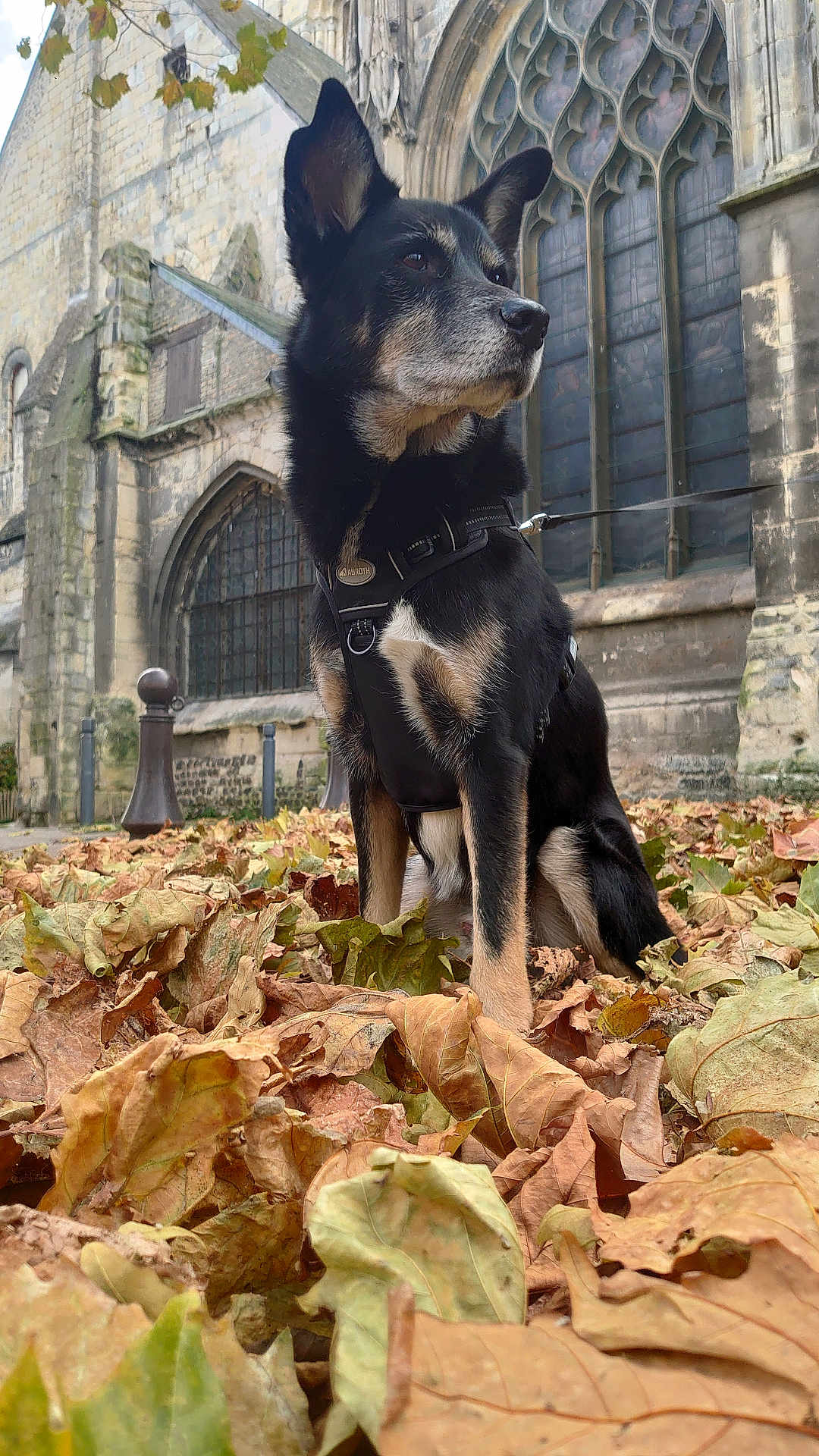 Benji