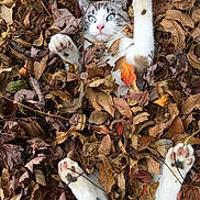 Bonita is registered to the contest to win money with this photo: cat, animal, pet, autumn, leaves, fall, nature, outdoor, playful, cute, white_fur, blue_eyes, paws, camouflage, relaxing, seasonal, closeup, whiskers, fun, forest_floor