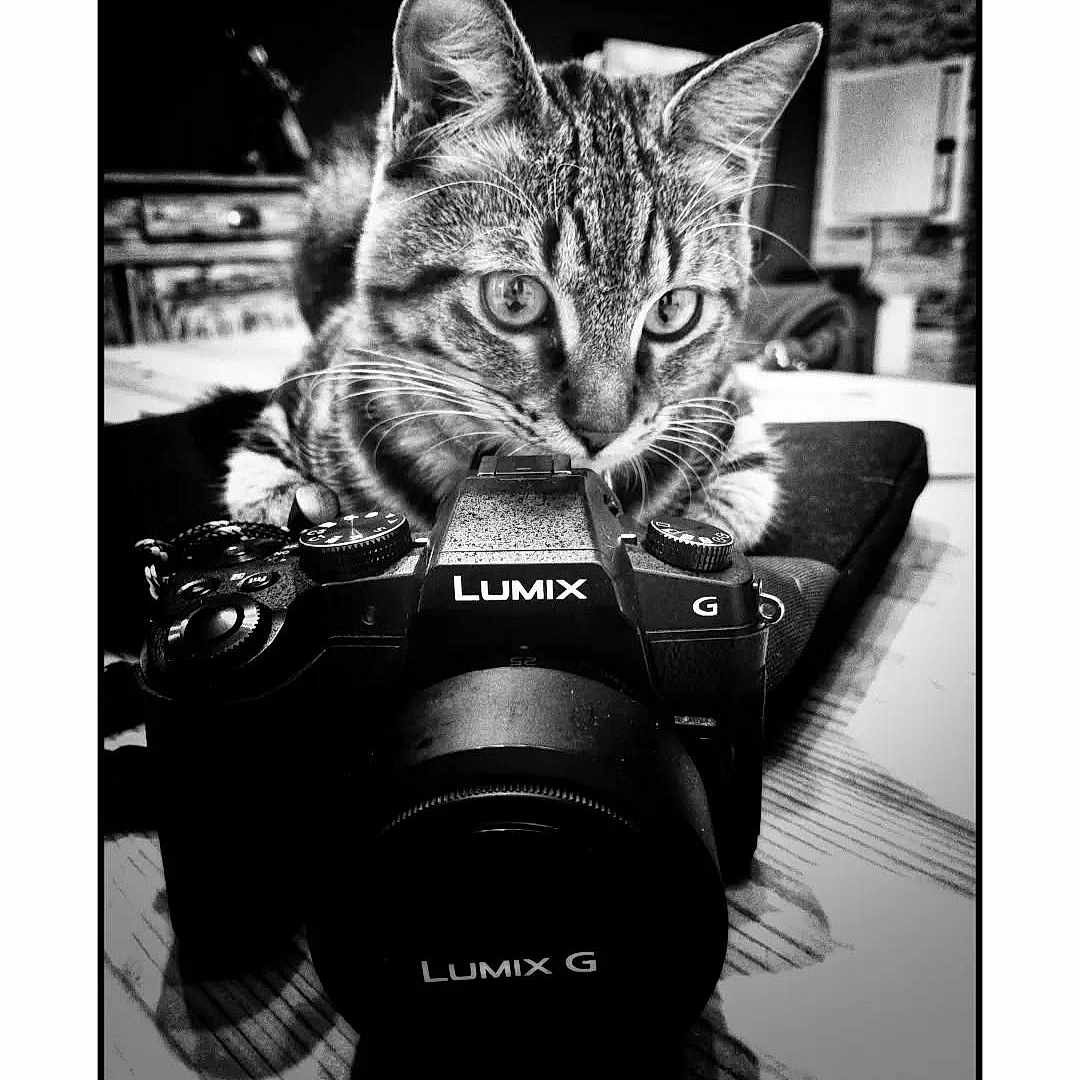 Simon participe au concours pour gagner de l'argent avec cette photo : animal, black_and_white, blurred_background, camera, cat, closeup, curious, feline, focus, indoor, lens, lumix, monochrome, pet, photography, still_life, tabby_cat, table, vintage_style, whiskers