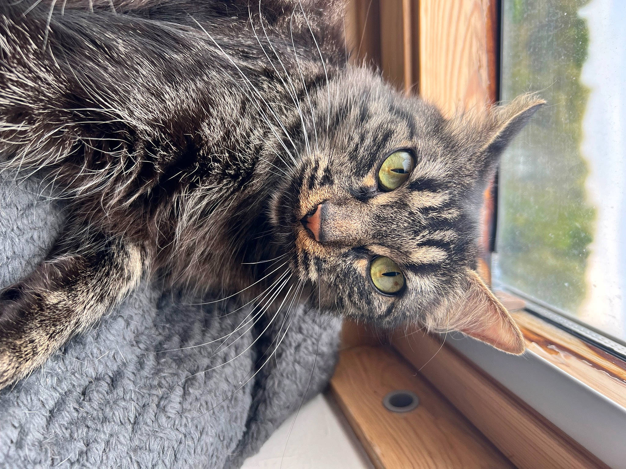 Muffette a rejoint le concours — aidez-le/la à gagner de superbes lots ! carnivore, cat, claw, domestic_short_haired_cat, eye, felidae, fur, grey, paw, plant, sitting, small_to_medium_sized_cats, snout, tail, terrestrial_animal, tree, whiskers, wildlife, window, wood