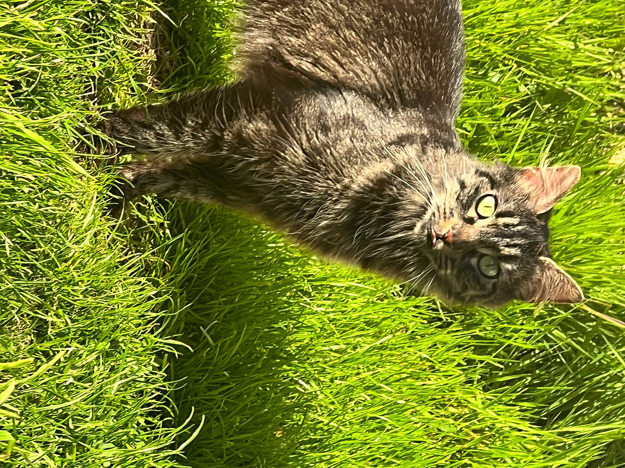 Muffette participe au concours pour gagner de l'argent avec cette photo : carnivore, cat, domestic_short_haired_cat, felidae, fur, grass, grass_family, grey_squirrel, ground_squirrels, groundcover, plant, rodent, small_to_medium_sized_cats, snout, squirrel, tail, terrestrial_animal, tree, whiskers, wildlife