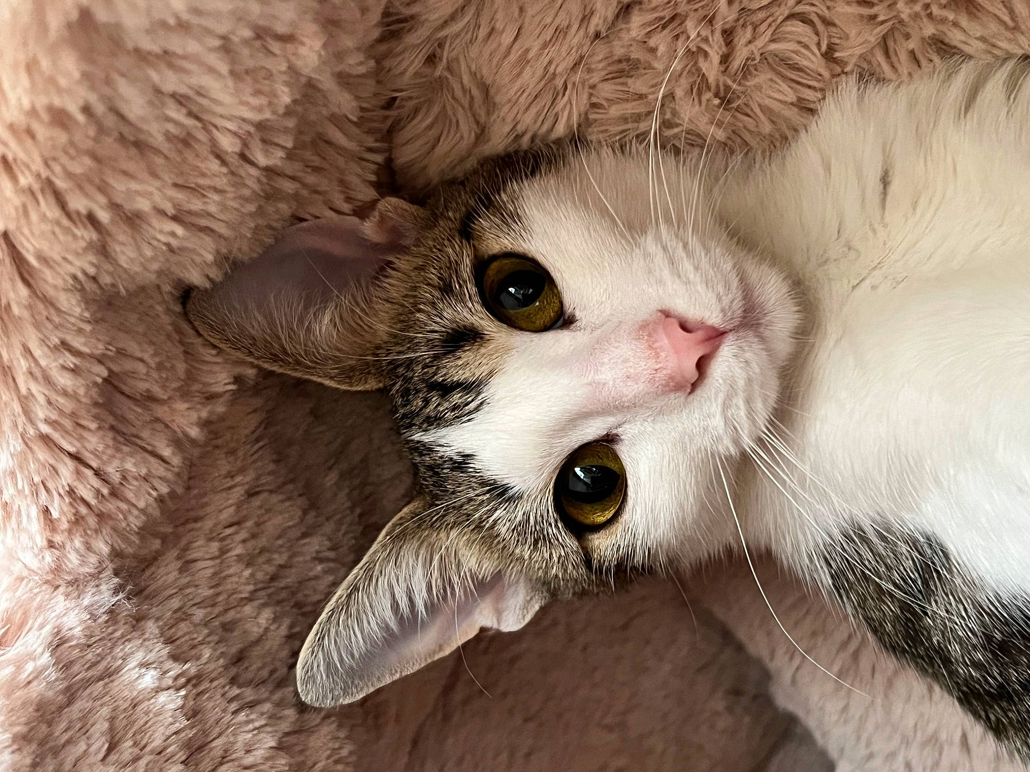 Crevette a rejoint le concours — aidez-le/la à gagner de superbes lots ! carnivore, cat, cat_supply, claw, domestic_short_haired_cat, ear, fang, fawn, felidae, fur, paw, small_to_medium_sized_cats, snout, terrestrial_animal, whiskers