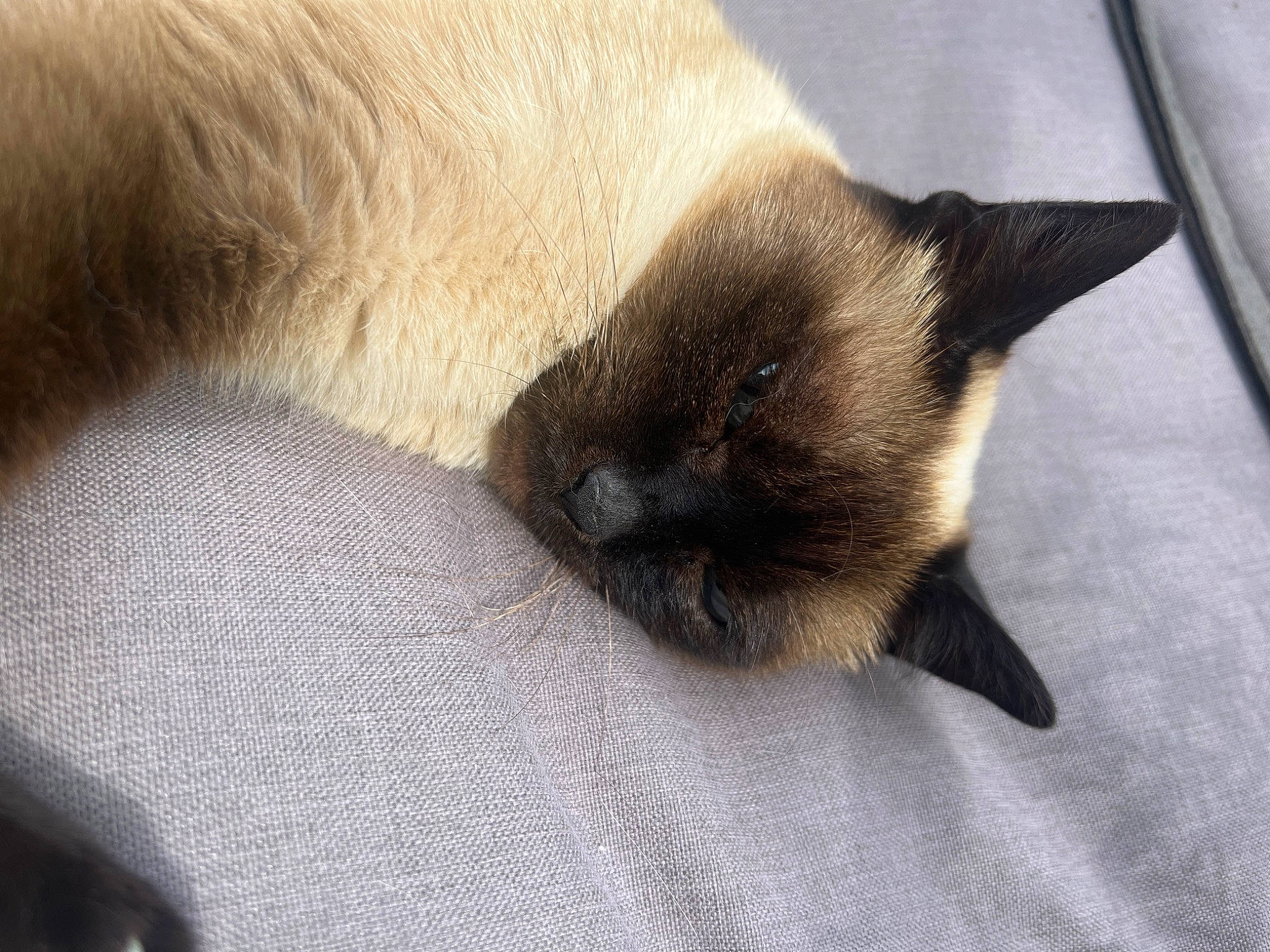 Chichouette a rejoint le concours — aidez-le/la à gagner de superbes lots ! balinese, carnivore, cat, claw, comfort, dog_breed, felidae, fur, nap, paw, siamese, small_to_medium_sized_cats, whiskers